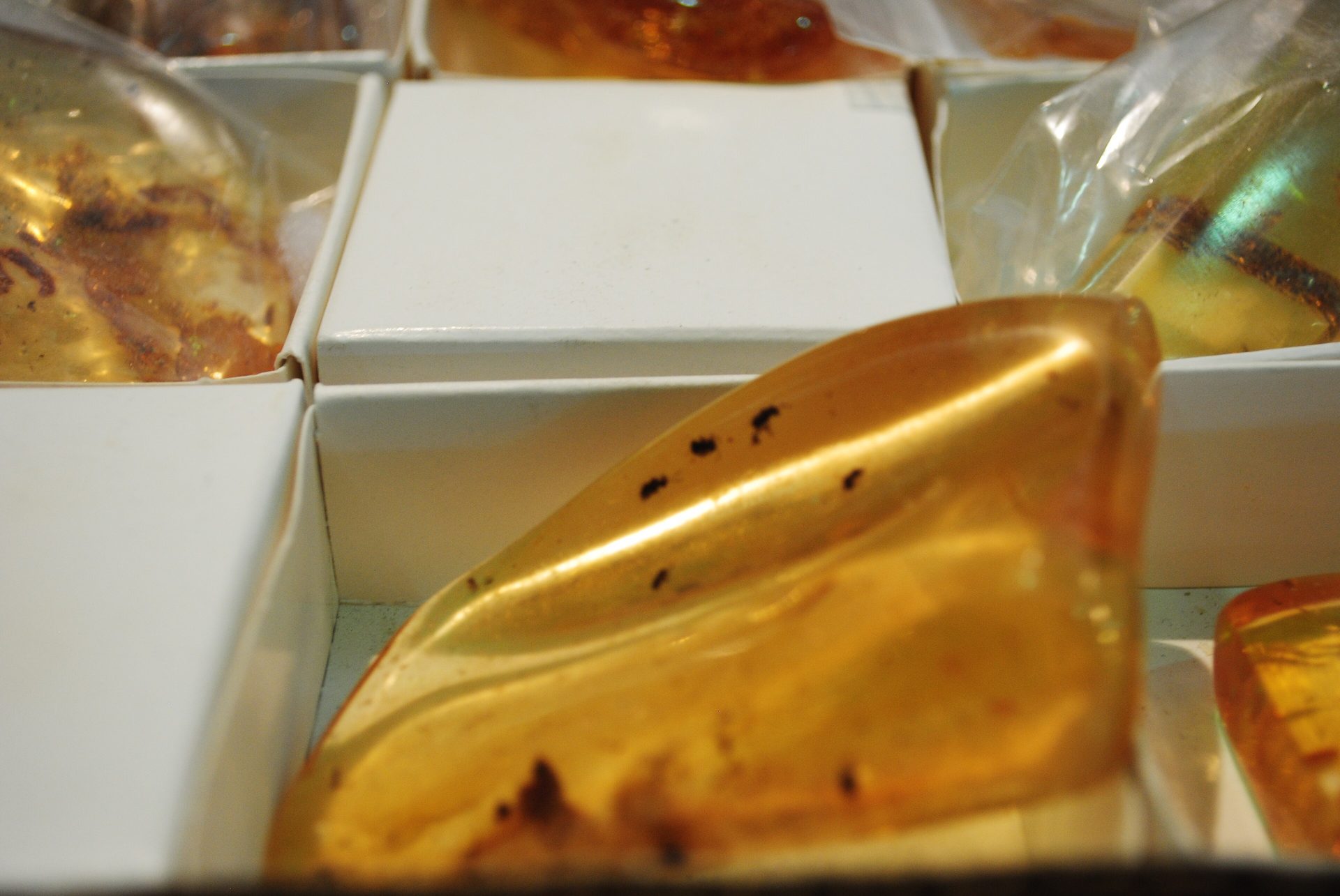 Amber gemstone with visible insect inclusion preserved in golden fossilized resin