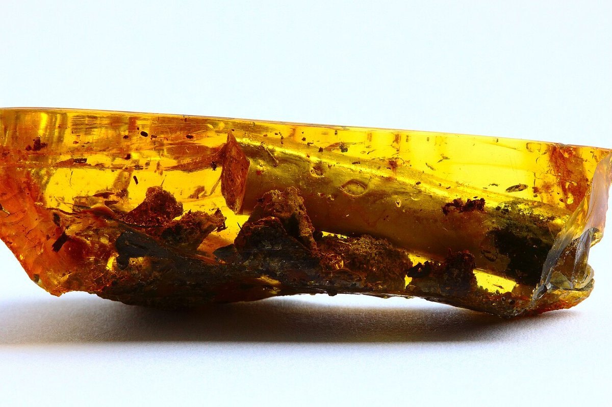 Baltic Amber