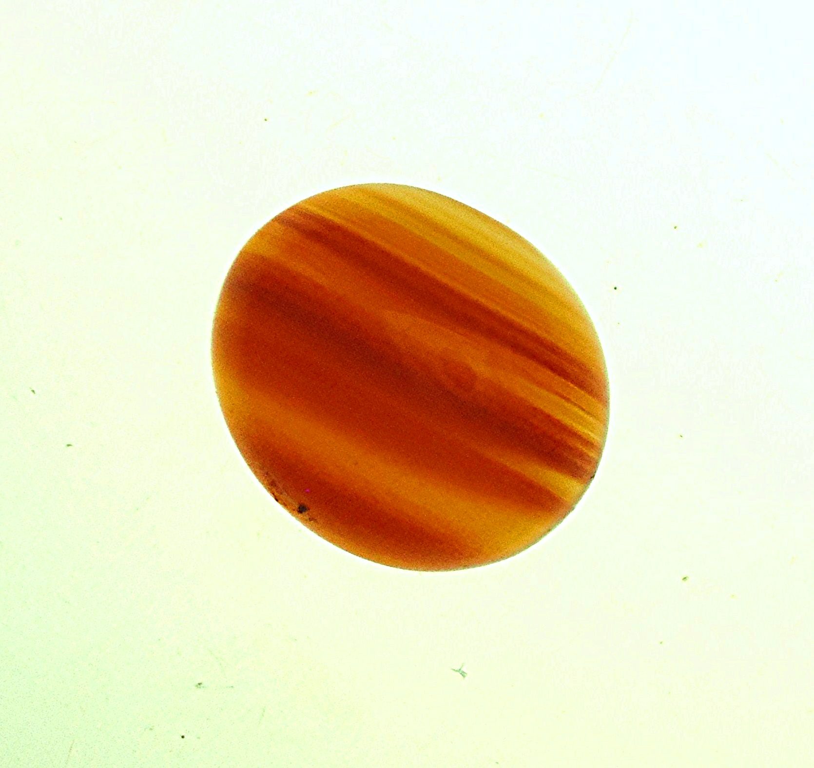 Polished Brazilian Agate slice showing classic fortification banding in natural gray-white-brown tones from Rio Grande do Sul