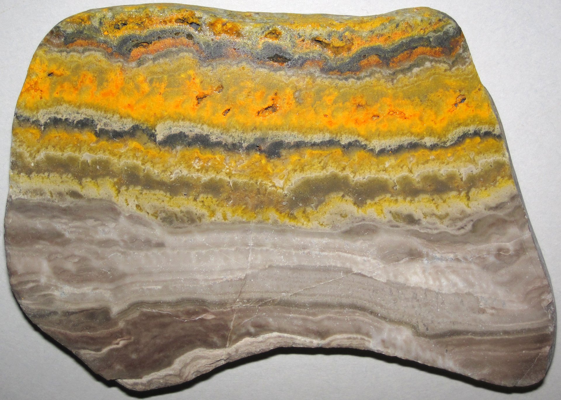 Bumble Bee Jasper