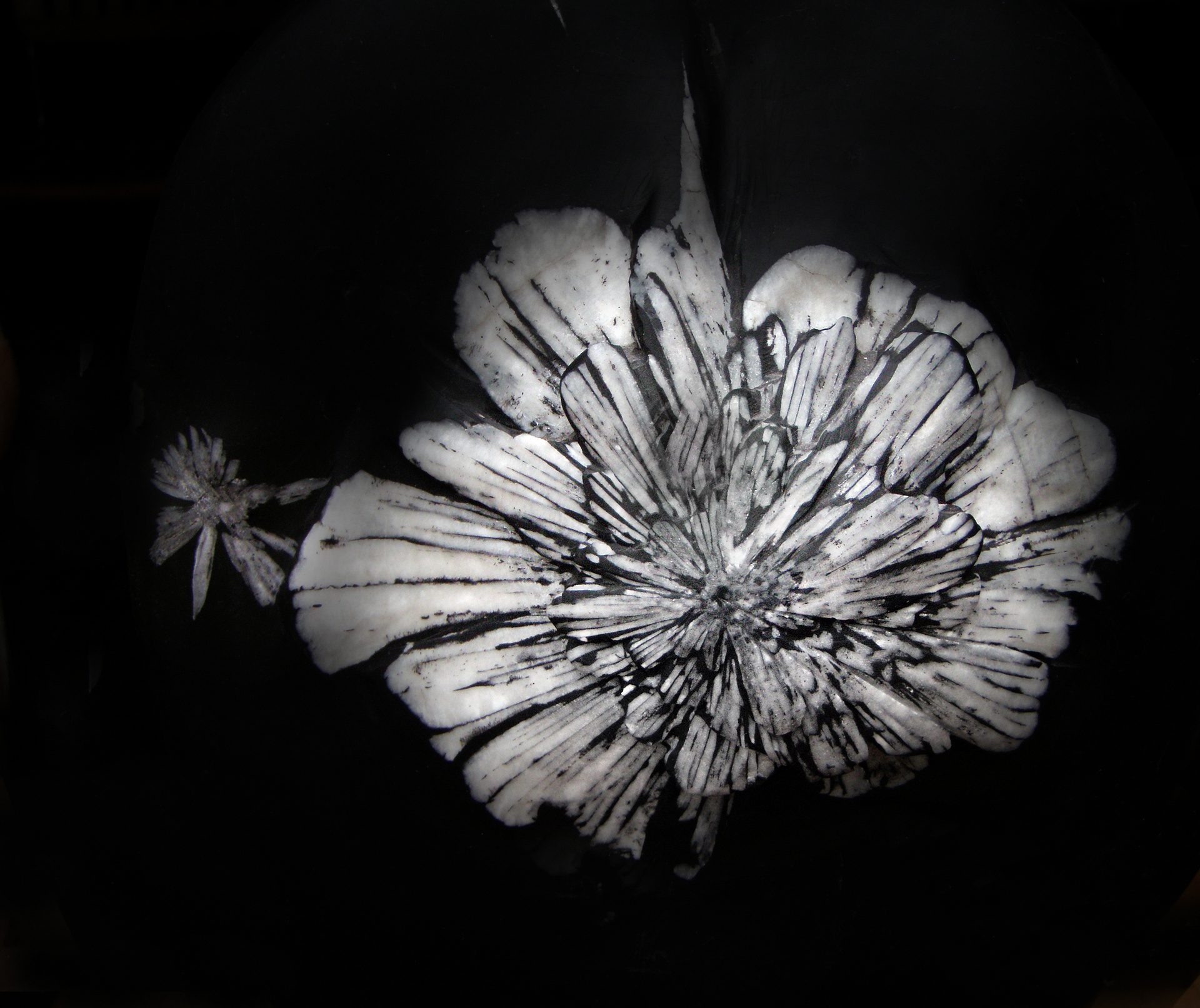 Chrysanthemum stone showing white celestite or calcite flower pattern blooming from black limestone matrix from China