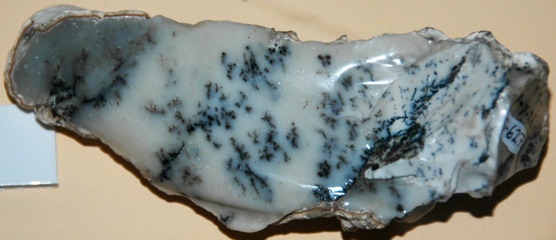 Polished dendritic opal cabochon with black fern-like manganese oxide dendrites on white opal background