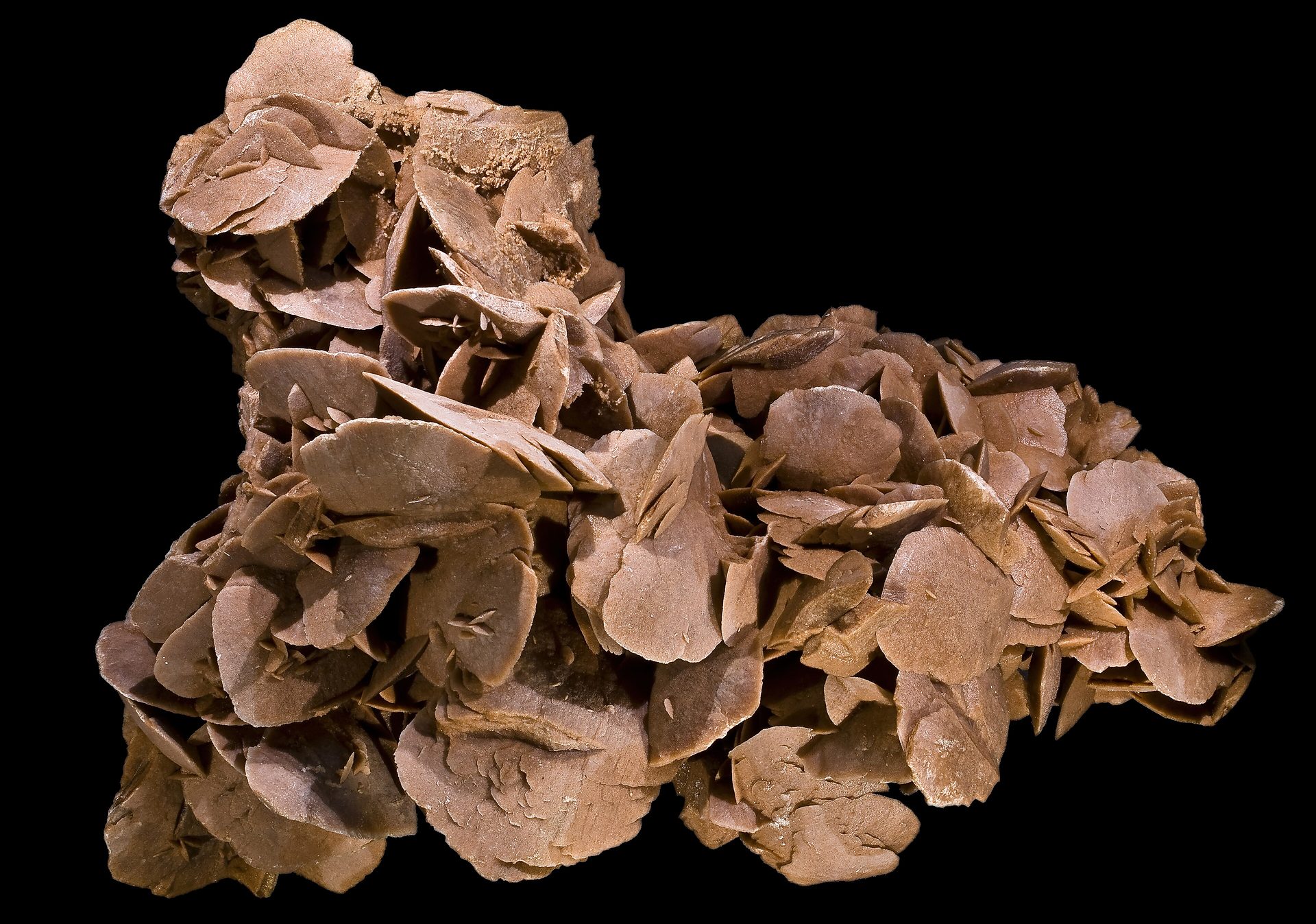 Desert rose gypsum mineral formation with petal-like radiating crystals on neutral background