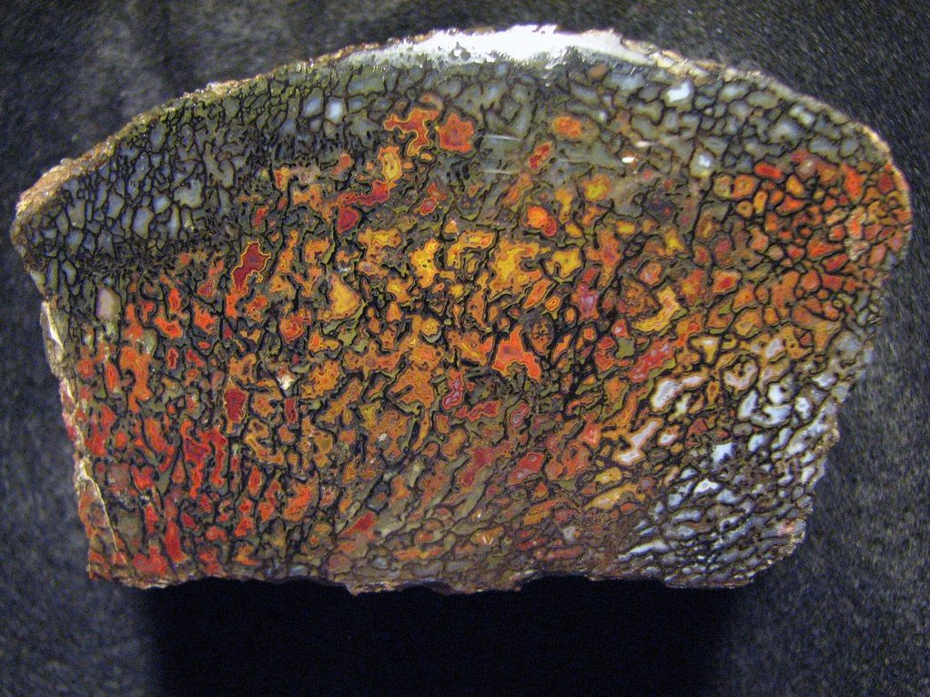 Polished gembone slab showing vivid red, orange, and yellow agate cells in dinosaur bone matrix