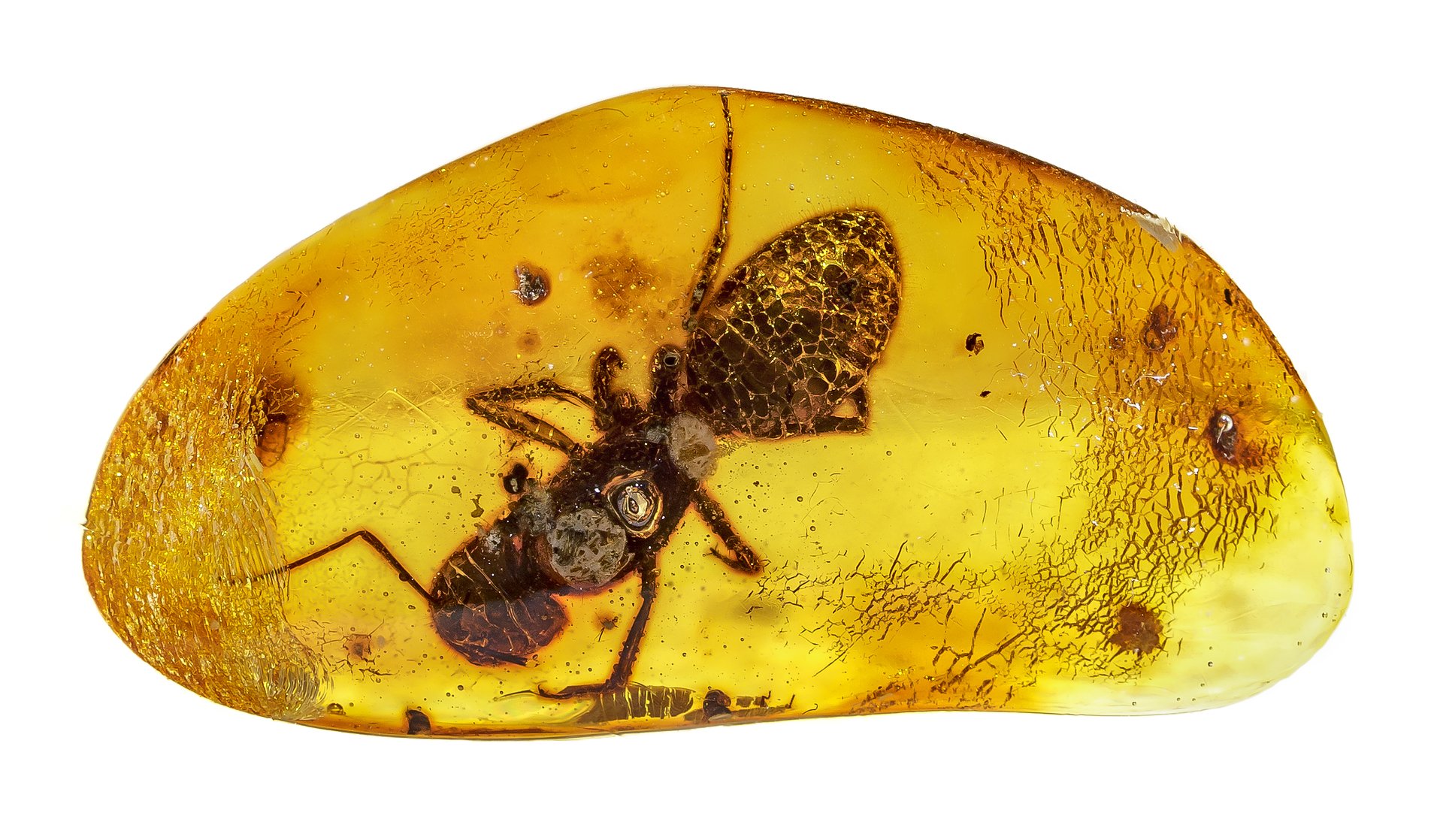 Dominican Amber