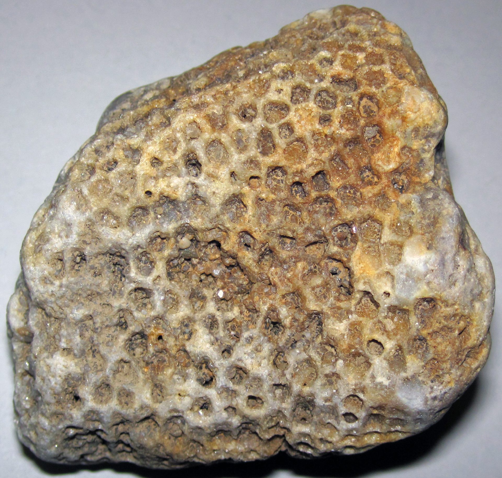 Polished fossil coral slab showing hexagonal coral polyp patterns in gray and tan