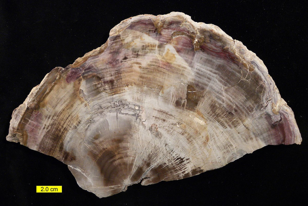 Petrified Wood