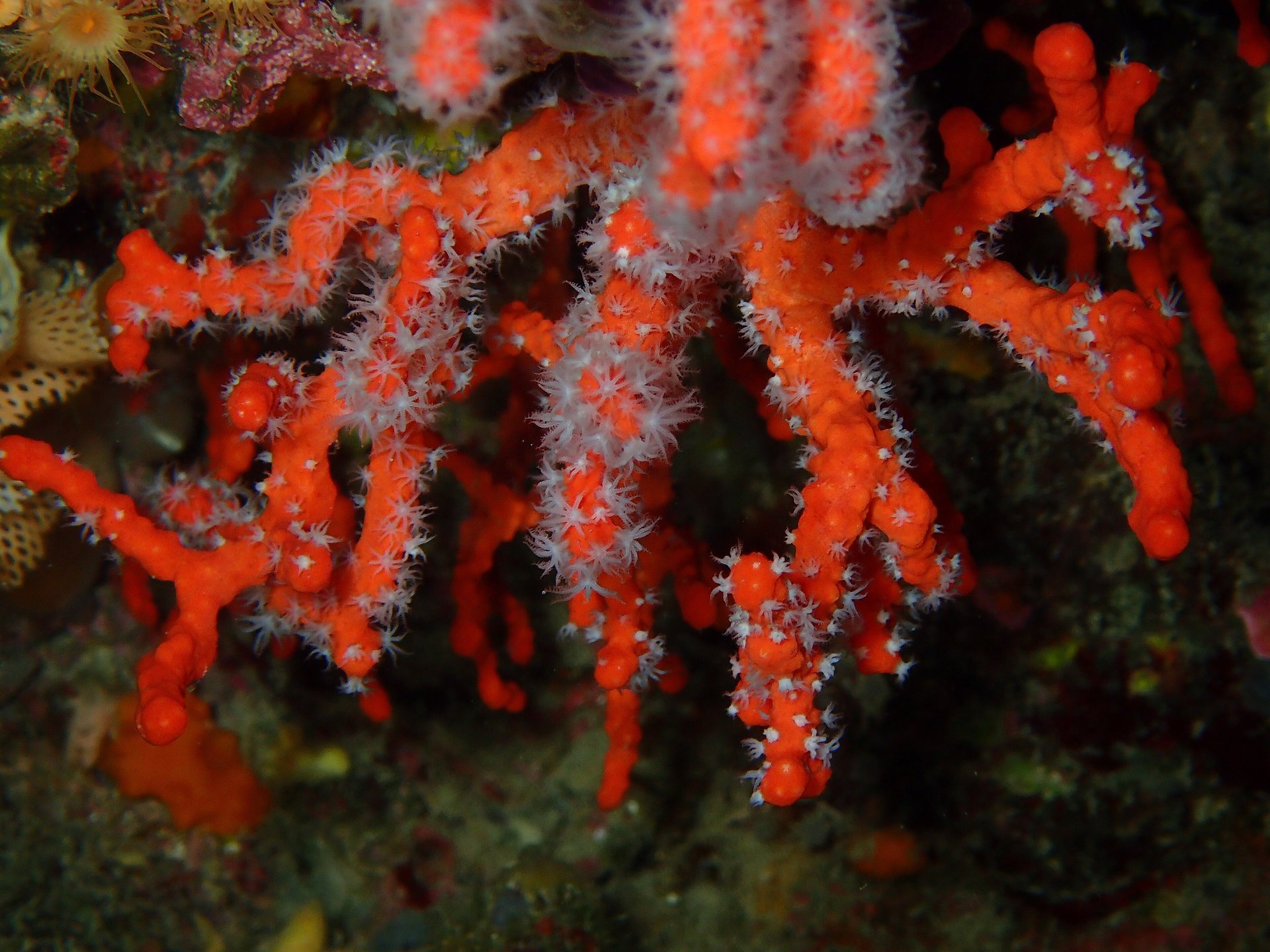 Pink coral specimen or polished piece showing soft pale pink to salmon pink organic material