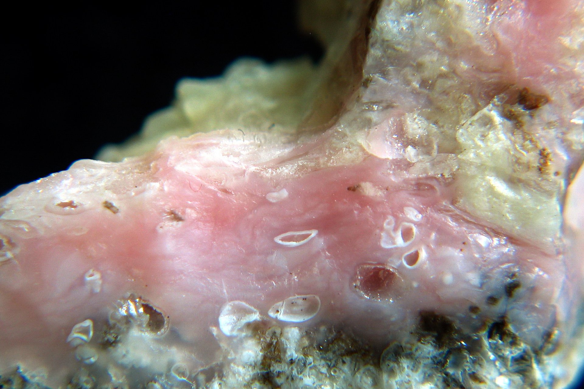 Pink opal polished specimen showing soft rose to pale pink opaque color with silky luster