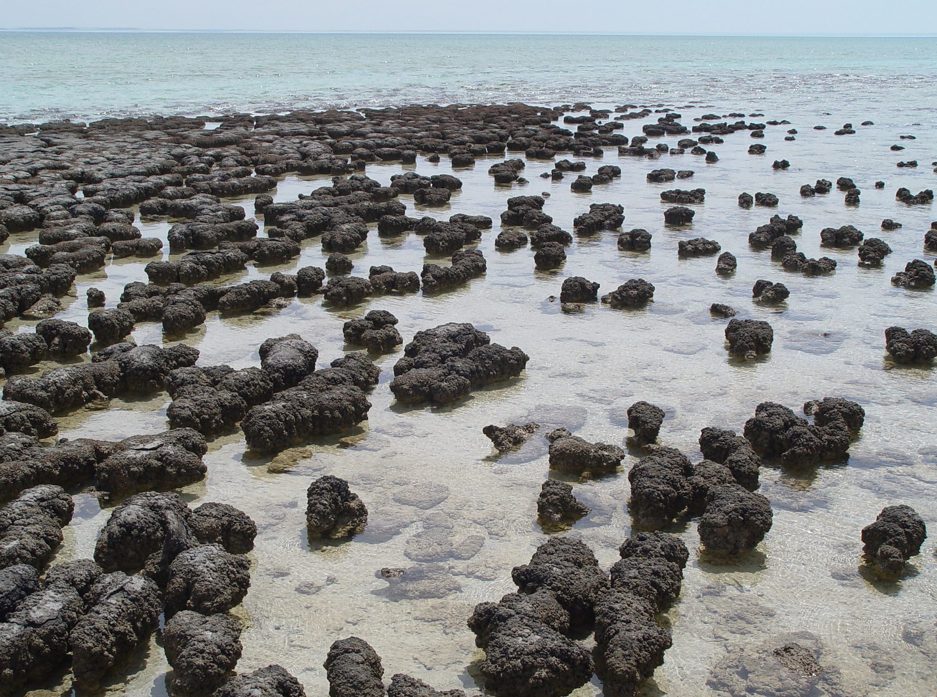 Polished stromatolite showing brown and tan concentric layered fossil patterns on dark background